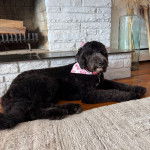 Un Sheepadoodle allongé sur un plancher et portant un foulard autour du cou