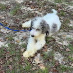 Un Sheepadoodle sur un terrain herbeux et qui est tenu en laisse 