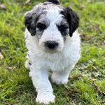Un Sheepadoodle marchant sur une surface herbacée et regardant vers la caméra 