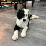 Un Sheepadoodle allongé sur un sol carrelé et regardant vers la caméra 
