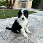 Un Sheepadoodle assis sur une sol carrelé et regardant vers la caméra 