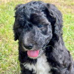Un Sheepadoodle sur une surface herbacée et tirant la langue 
