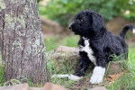 Un Sheepadoodle près d'un arbre