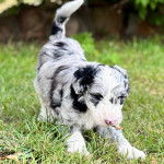 Un Sheepadoodle sur un terrain herbeux 
