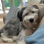 Un Sheepadoodle allongé sur un canapé et regardant vers la caméra