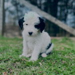 Un Sheepadoodle assis sur un terrain herbeux et semblant détendu  