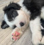 Un Sheepadoodle allongé sur un plancher et semblant détendu 