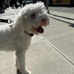 Un Sheepadoodle sur un trottoir et qui est tenu en laisse 