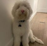 Un Sheepadoodle sur un plancher et portant un collier autour du cou