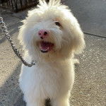 Un Sheepadoodle sur une surface bétonnée et qui est tenu en laisse 