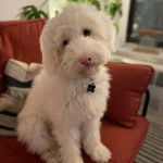 Un Sheepadoodle assis sur un canapé et portant un collier autour du cou