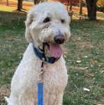 Un Sheepadoodle ayant la langue pendante et qui est tenu en laisse 