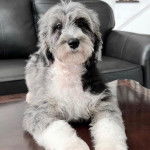 Un Sheepadoodle allongé sur un guéridon et regardant vers la caméra 