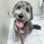 Un Sheepadoodle tirant la langue et qui est tenu en laisse 