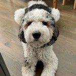 Un Sheepadoodle allongé sur un plancher et semblant détendu 