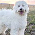 Un Sheepadoodle sur un terrain herbeux et tirant la langue