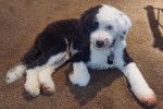 Un Sheepadoodle allongé sur une moquette et portant un collier autour du cou