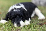 Un Sheepadoodle allongé sur un terrain herbeux et regardant vers la caméra 