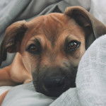 Photo d&rsquo;un Bullador &agrave; oreilles tombantes, allong&eacute;es et regardant la cam&eacute;ra.