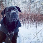 Photo d&rsquo;un Bullador noir aux oreilles tombantes, v&ecirc;tu de noir et assis dans la neige.