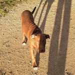 Photo d&rsquo;un Bullador &agrave; poil brun, debout sur un sol rocailleux et qui regarde la cam&eacute;ra.