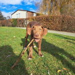 Photo d&rsquo;un Bullador au pelage brun debout sur une surface gazonn&eacute;e et tenant une branche dans sa gueule.