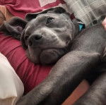 Photo d&rsquo;un Bullador allong&eacute; avec un collier bleu autour du cou