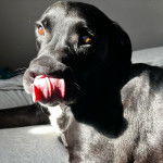 Un Bullador &agrave; la robe noire et aux yeux bruns qui se l&egrave;che le museau.
