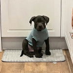 Photo d&rsquo;un Bullador assis sur un tapis d&rsquo;entr&eacute;e et v&ecirc;tu de vert.