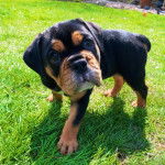 Photo d'un Bullador, debout sur une surface gazonn&eacute;e, semblant jouer.

