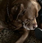 Photo d&rsquo;un Bullador allong&eacute;e sur un tapis et portant une cha&icirc;ne autour du cou.