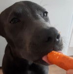 Photo d&rsquo;un Bullador tenant une carotte dans sa gueule.