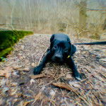  Un Bullador au pelage noir allong&eacute; sur une surface couverte de feuilles mortes, tenu en laisse.
