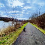 Un Bullador &agrave; la robe noire marchant sur la route et portant un collier au cou.