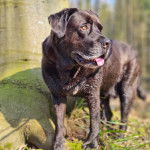 Un Bullador de fourrure noire, la langue l&eacute;g&egrave;rement pendante, debout et qui semble d&eacute;tendu.