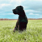 Un Bullador au pelage noir assis sur une surface herbeuse et qui semble apais&eacute;.