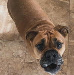 Un Bullador bicolore debout sur un sol carrel&eacute;, qui regarde la cam&eacute;ra.