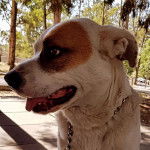 Photo d&rsquo;un Bullador de fourrure bicolore qui ouvre l&eacute;g&egrave;rement sa gueule et qui porte une laisse autour du cou.
