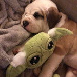 Un petit Bullador bicolore allong&eacute;, qui pose une patte sur une peluche et qui semble endormi.