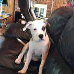 Un Bullador au pelage bicolore est assis sur un canap&eacute; noir et porte un collier autour du cou.
