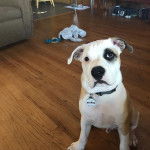 Photo d&rsquo;un Bullador assis sur un sol en bois et portant un collier autour du cou.
