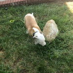 Un Bullador debout sur une surface gazonn&eacute;e et portant un collier autour du cou.