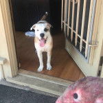 Photo d&rsquo;un Bullador debout sur un sol en bois, la langue pendante hors de sa gueule et qui semble amuser.