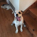 Photo d&rsquo;un Bullador assis sur un sol en bois, la langue pendante hors de sa gueule et qui semble amus&eacute;e.