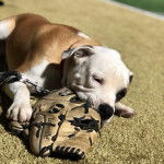 Un Bullador allong&eacute; sur une surface gazonn&eacute;e, porte une laisse autour du cou et qui tient un gant de baseball dans sa gueule.
