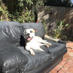 Un Bullador allong&eacute; sur un canap&eacute;, la langue pendante hors de sa gueule et qui semble d&eacute;tendu.