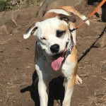Un Bullador bicolore debout sur un sol rocailleux, porte une laisse autour du cou et tire la langue hors de sa gueule.