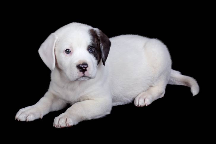 Un chiot Bullador au pelage blanc, tacheté de brun sur l’oeil et l’oreille