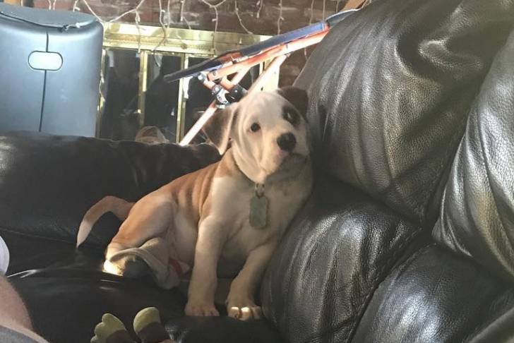 Un Bullador au pelage bicolore, assis dans un canapé, et portant une médaille autour du cou.