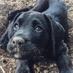 Un Boxador à poil noir, étendu sur une surface rocailleuse, lève les yeux au ciel.